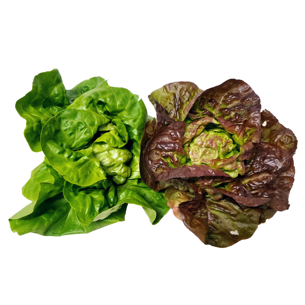 Lettuce, Butterheads