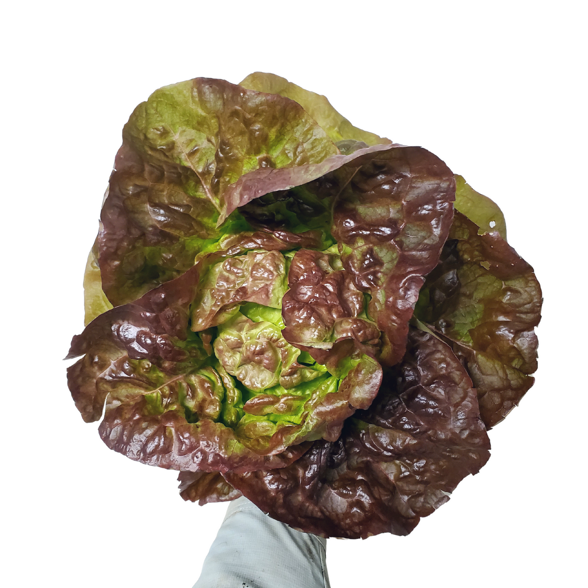 Lettuce, Butterheads