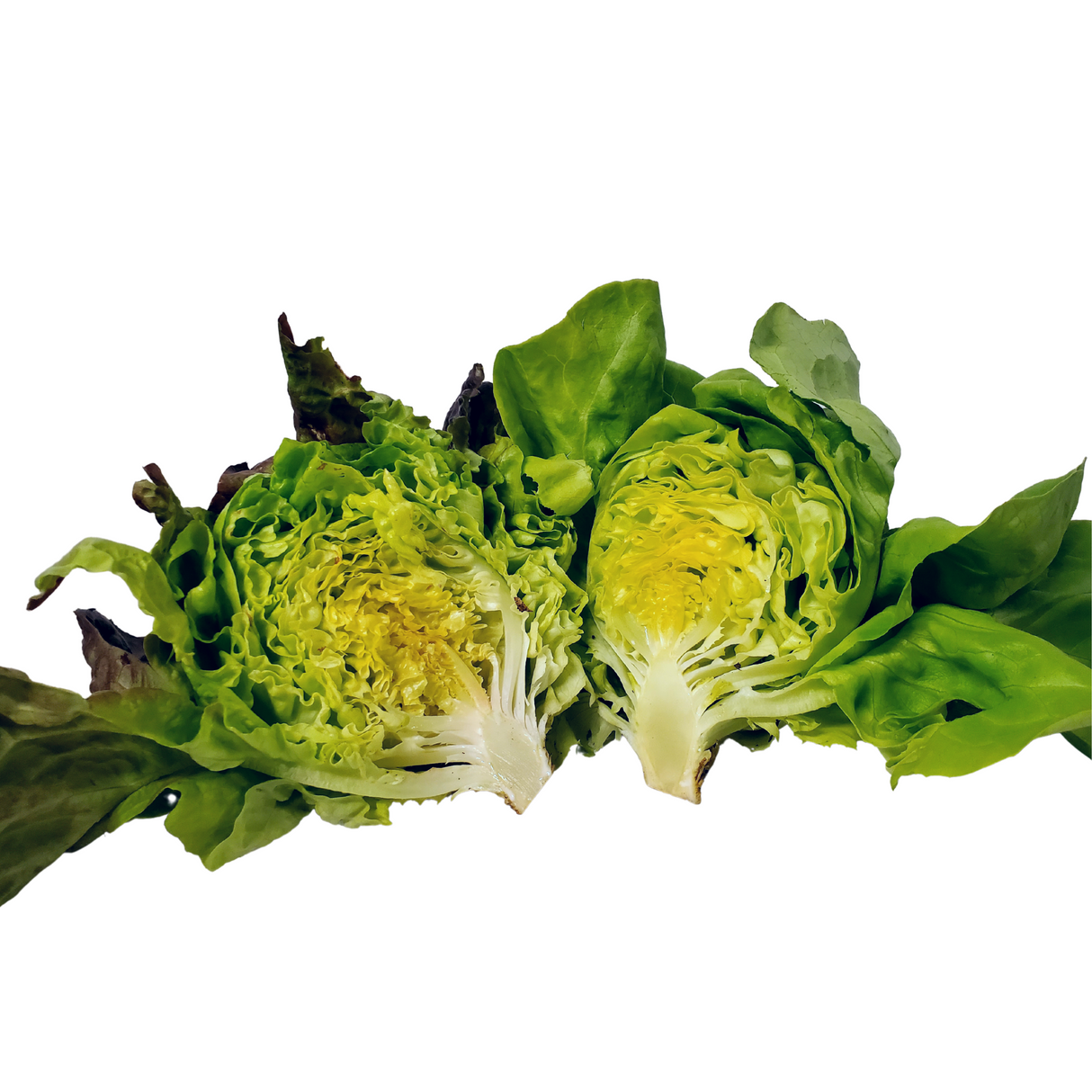 Lettuce, Butterheads