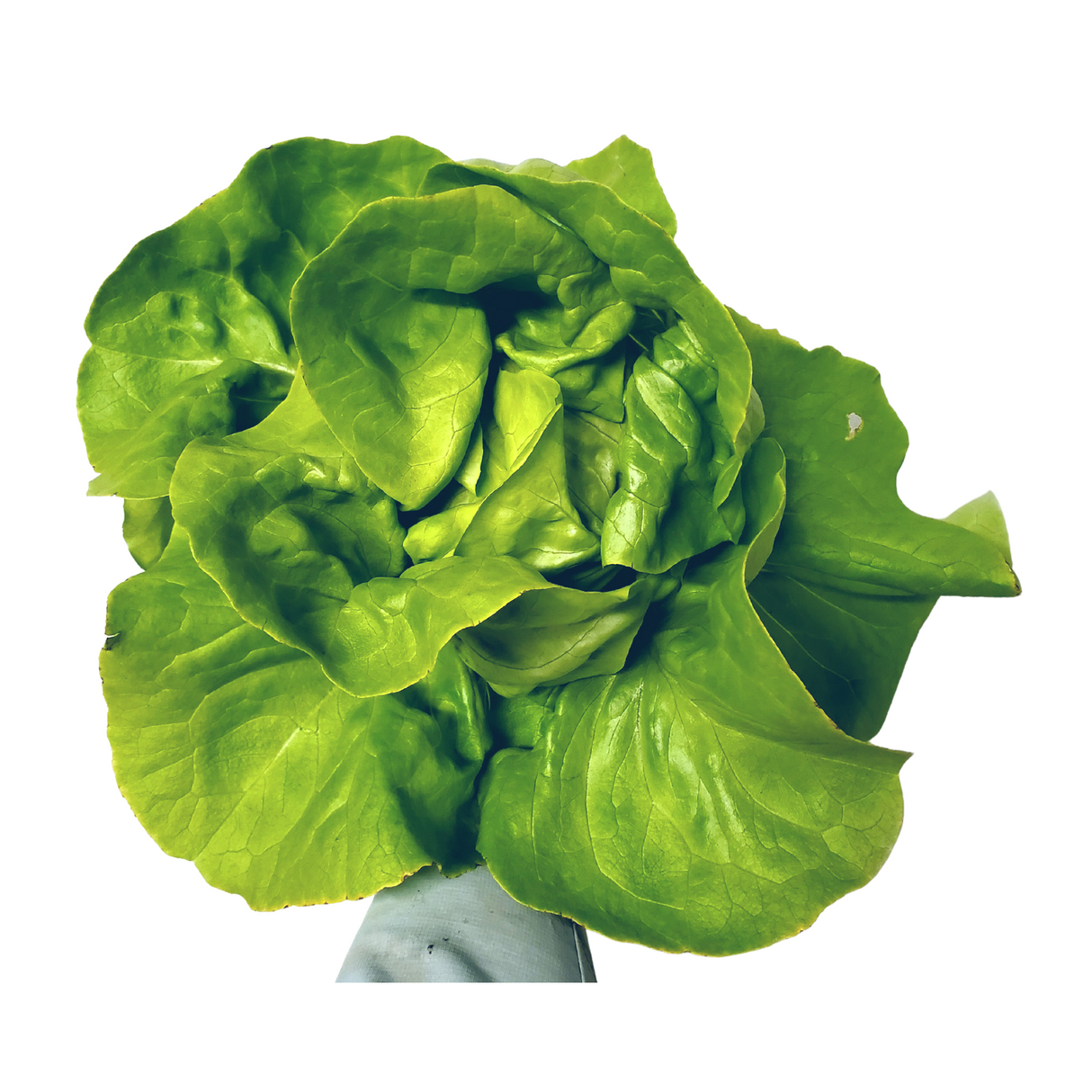 Lettuce, Butterheads