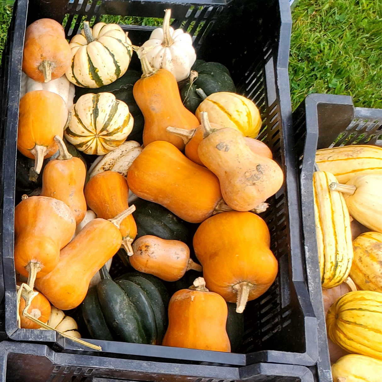 Winter Squash