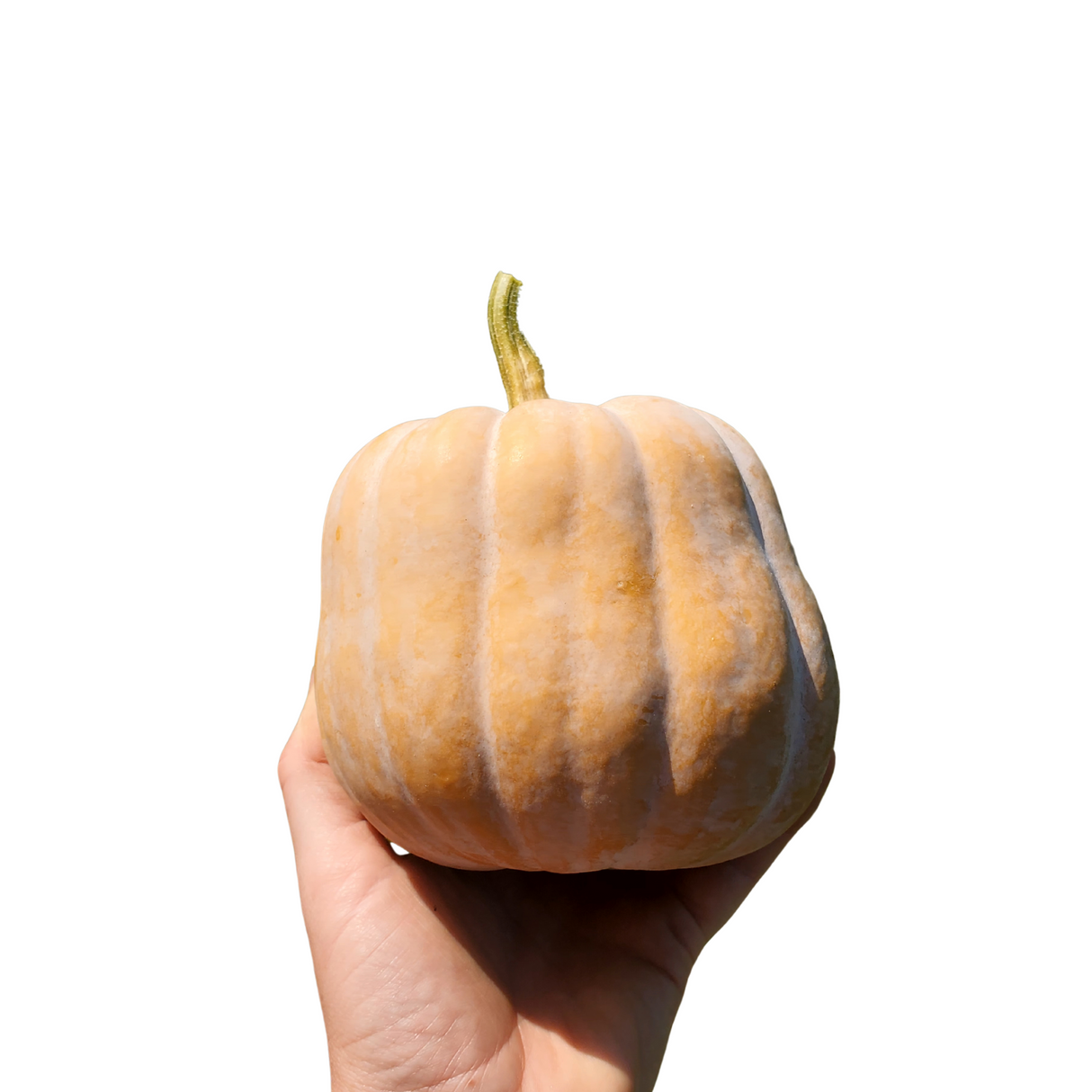 Winter Squash