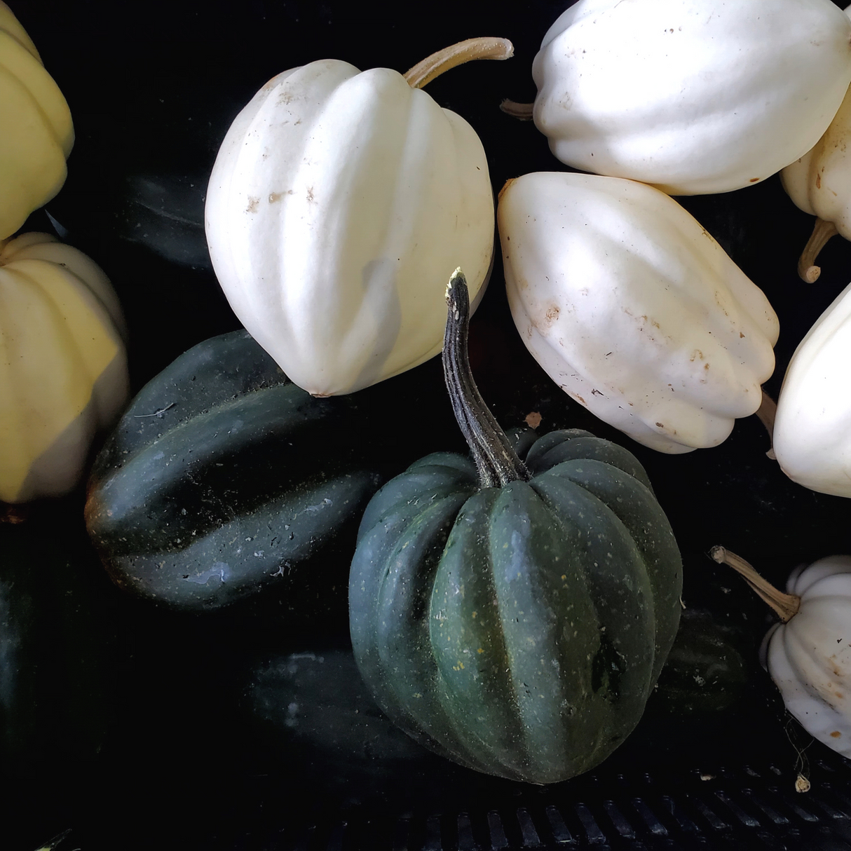 Winter Squash