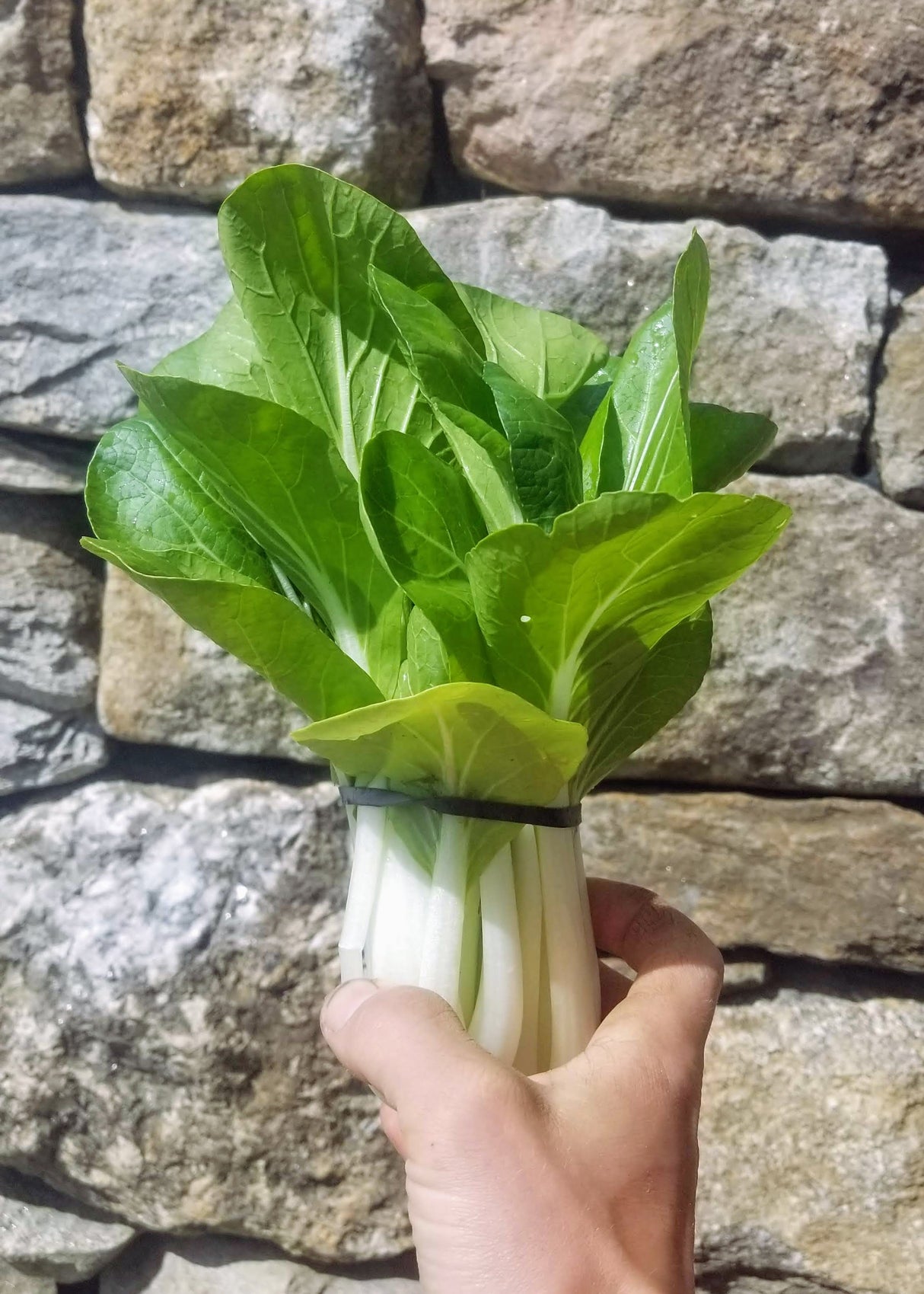 Vibrant Farm Bok Choy
