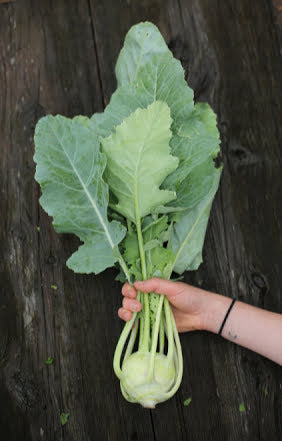 Vibrant Farm Kohlrabi