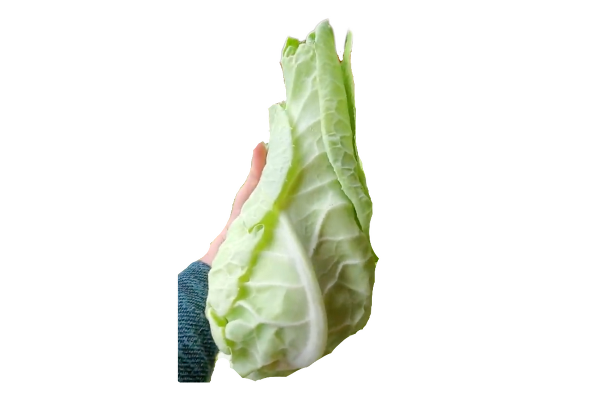 Cabbage, Green Pointy