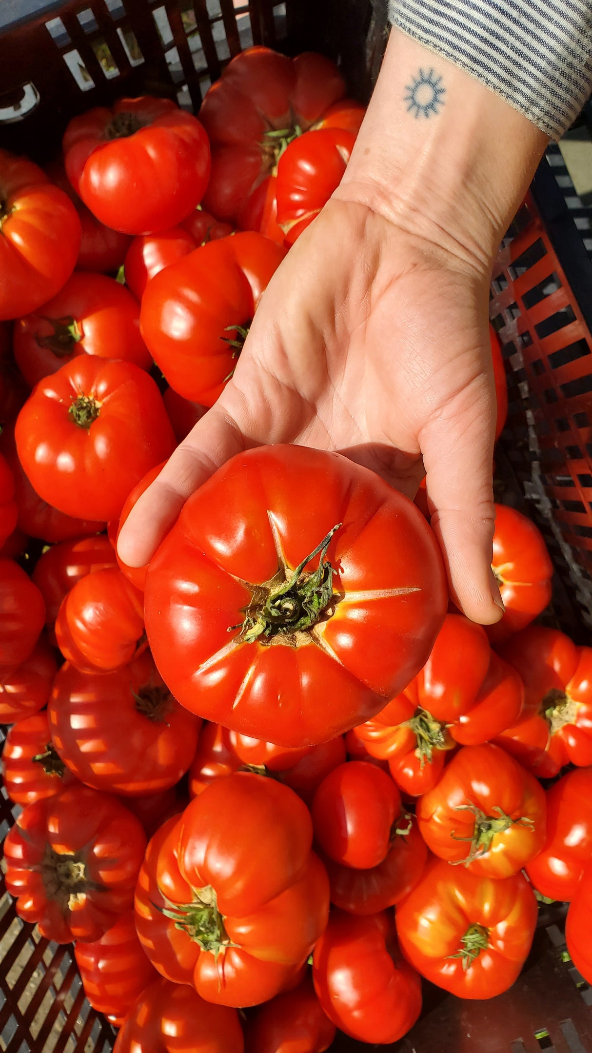 Tomato, slicers