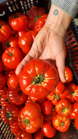 Tomato, slicers