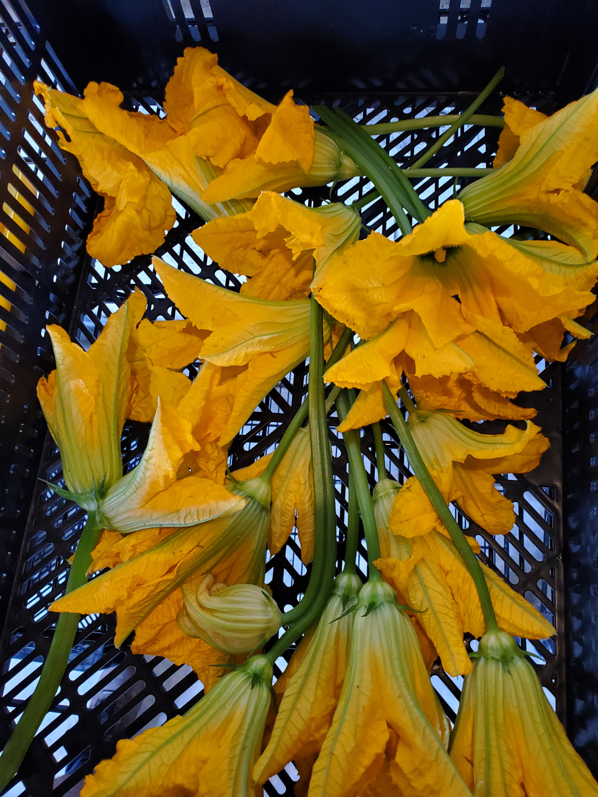 Squash Blossoms