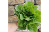Lettuce, Mini Romaine