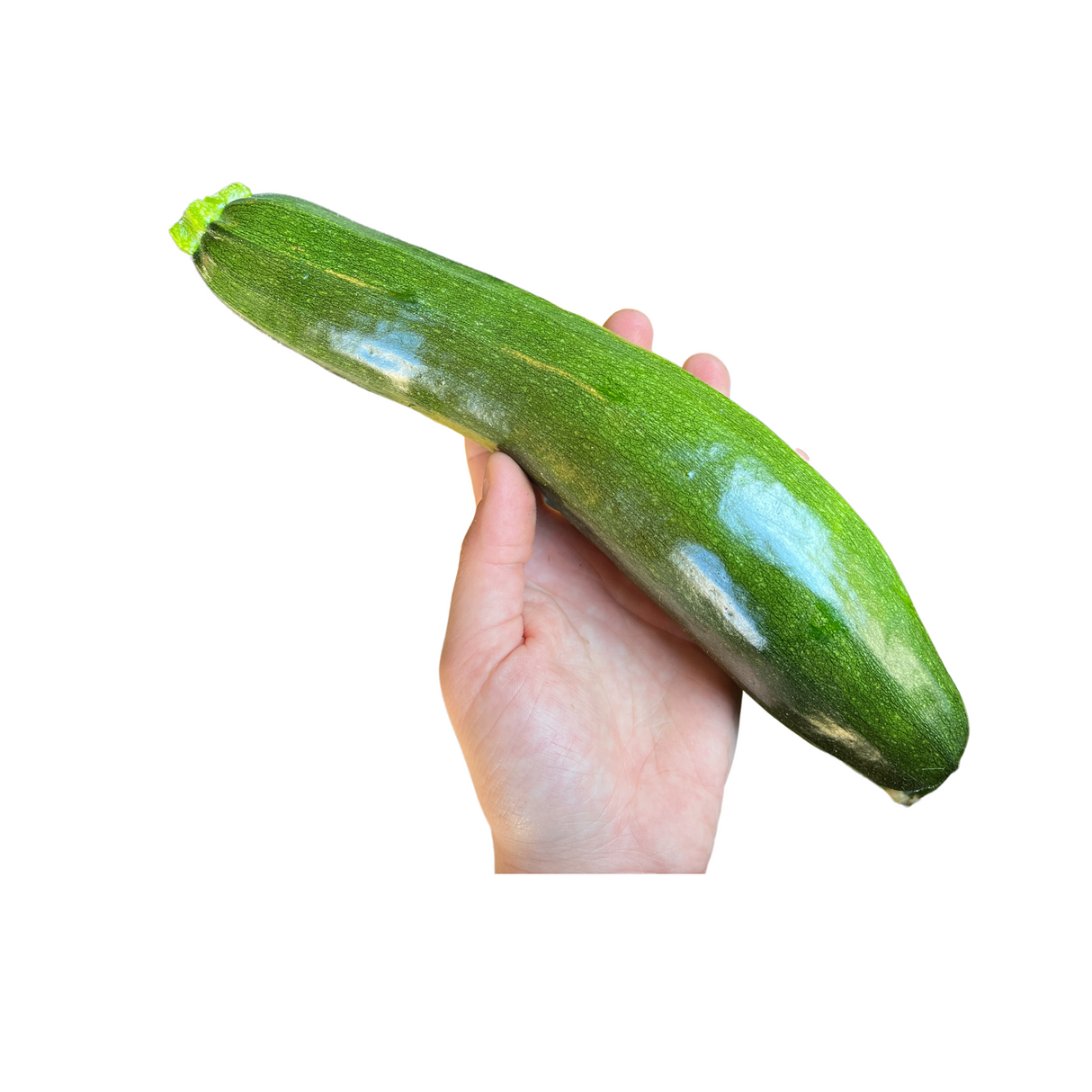 Summer Squash