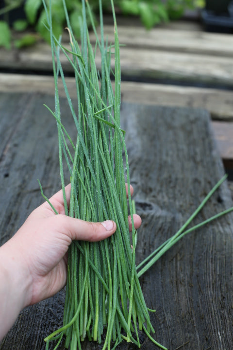 Vibrant Farm Chives
