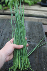 Vibrant Farm Chives