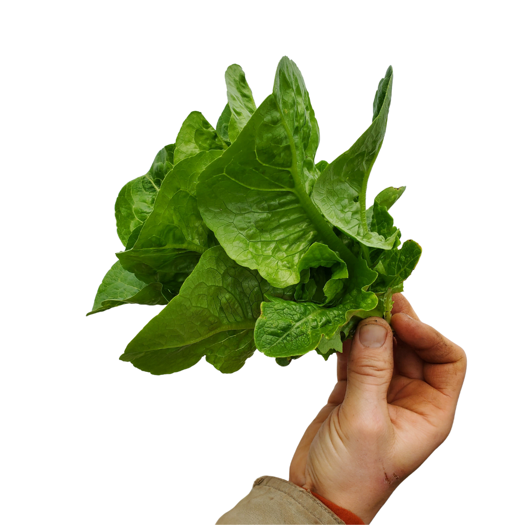 Lettuce, Mini Romaine