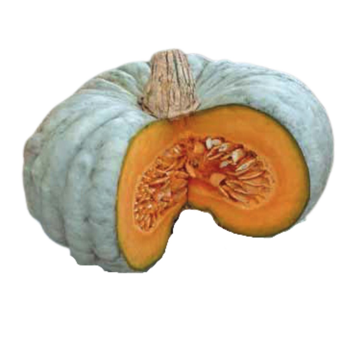 Winter Squash
