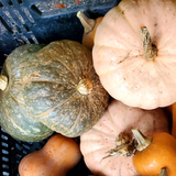 Winter Squash