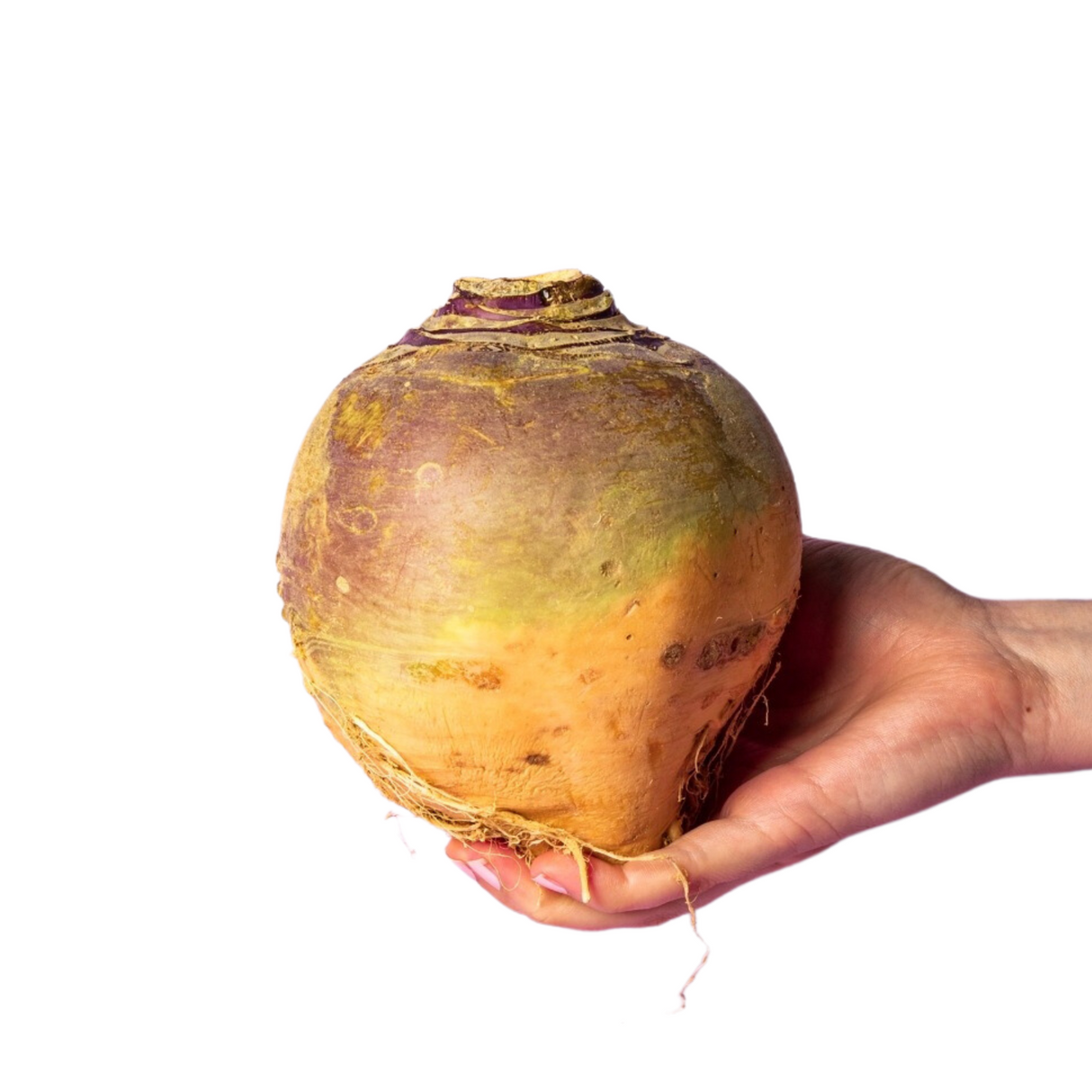 Rutabaga