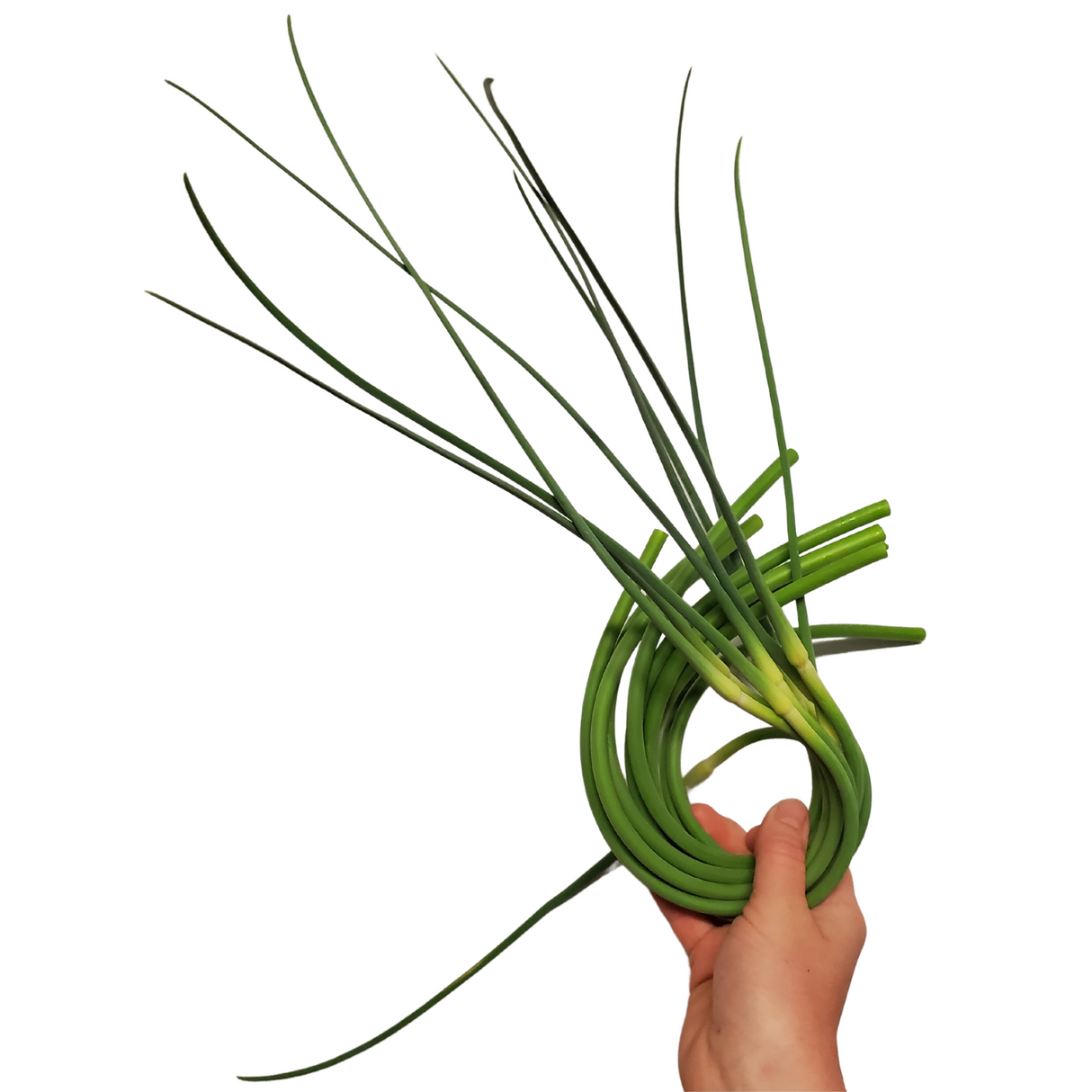 Garlic Scapes