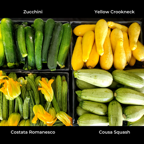 Summer Squash, Zucchini