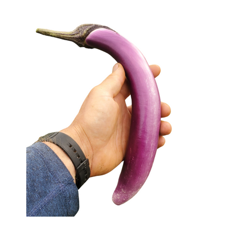 Eggplant