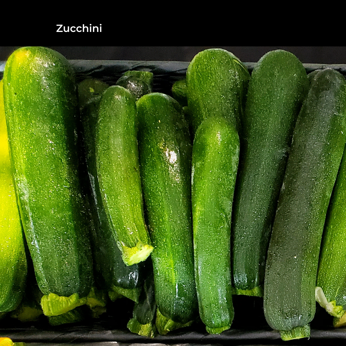 Summer Squash
