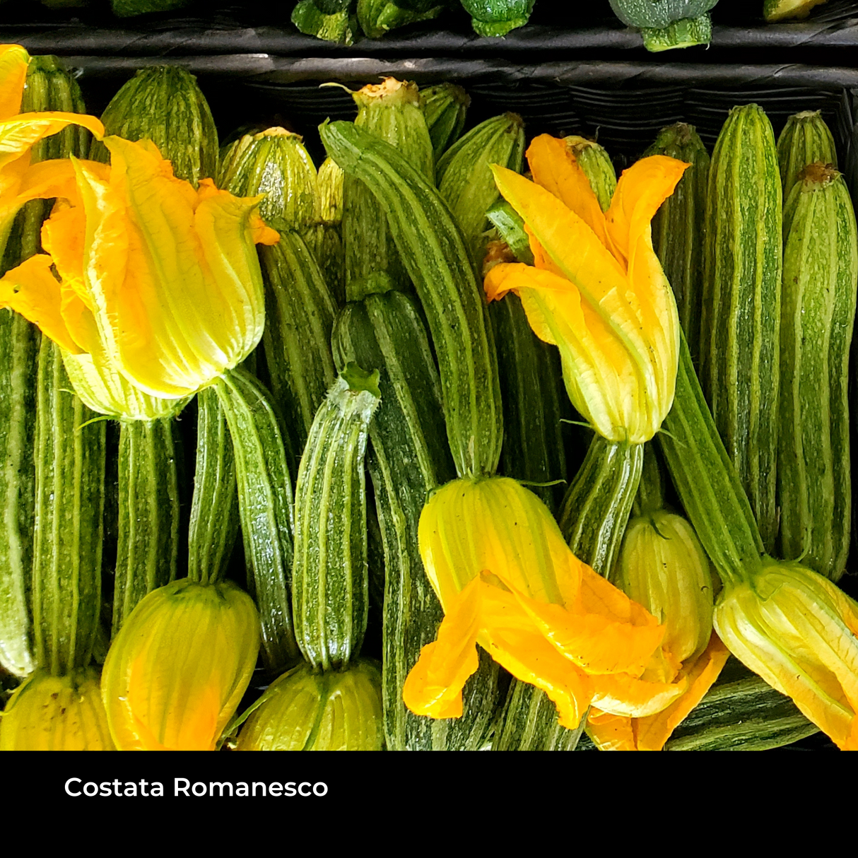 Summer Squash