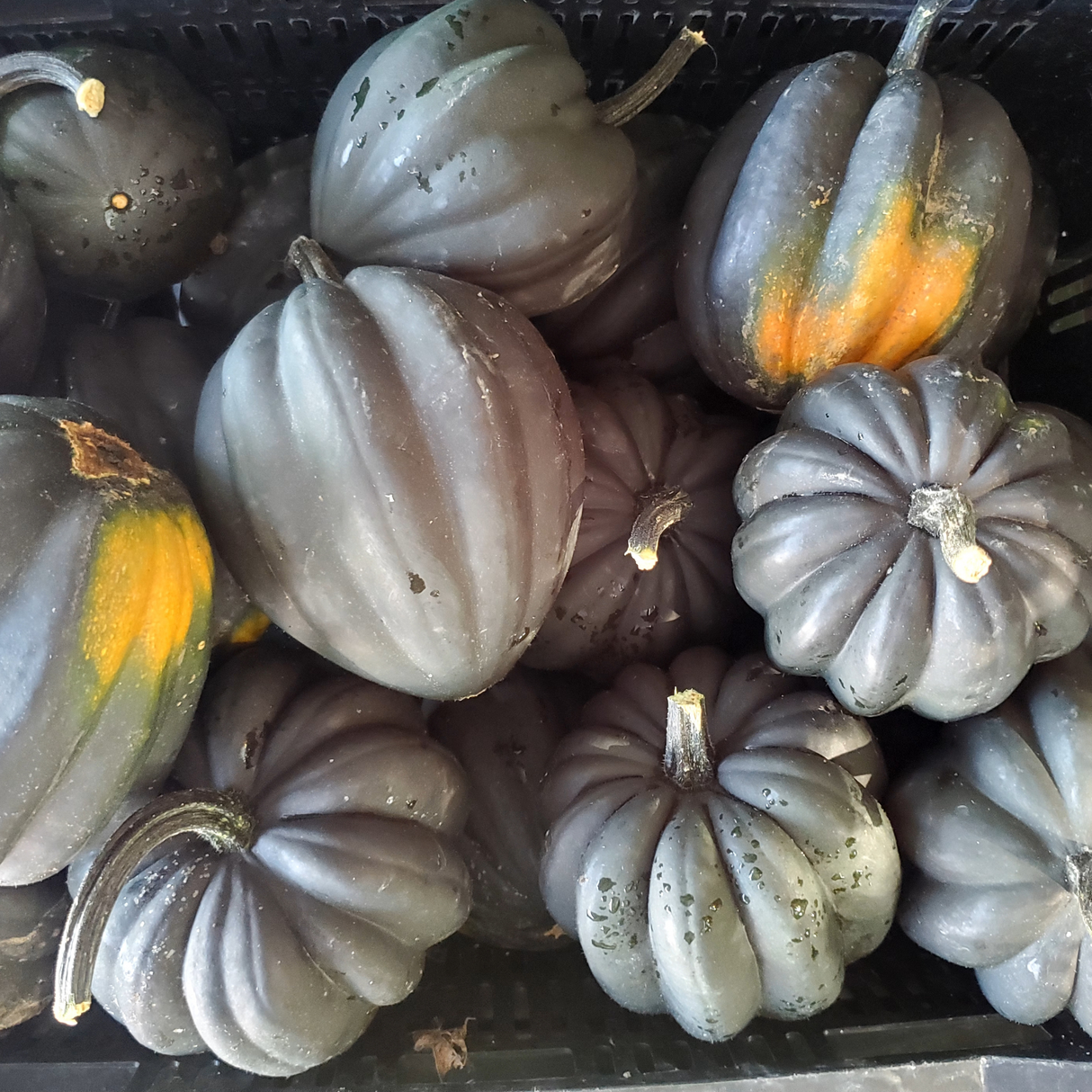 Winter Squash