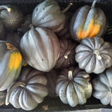 Winter Squash