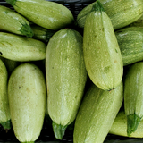 Summer Squash