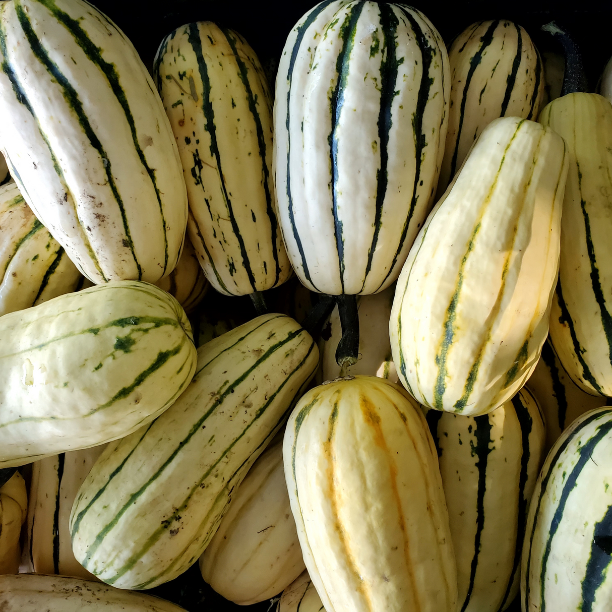 Winter Squash