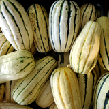 Winter Squash