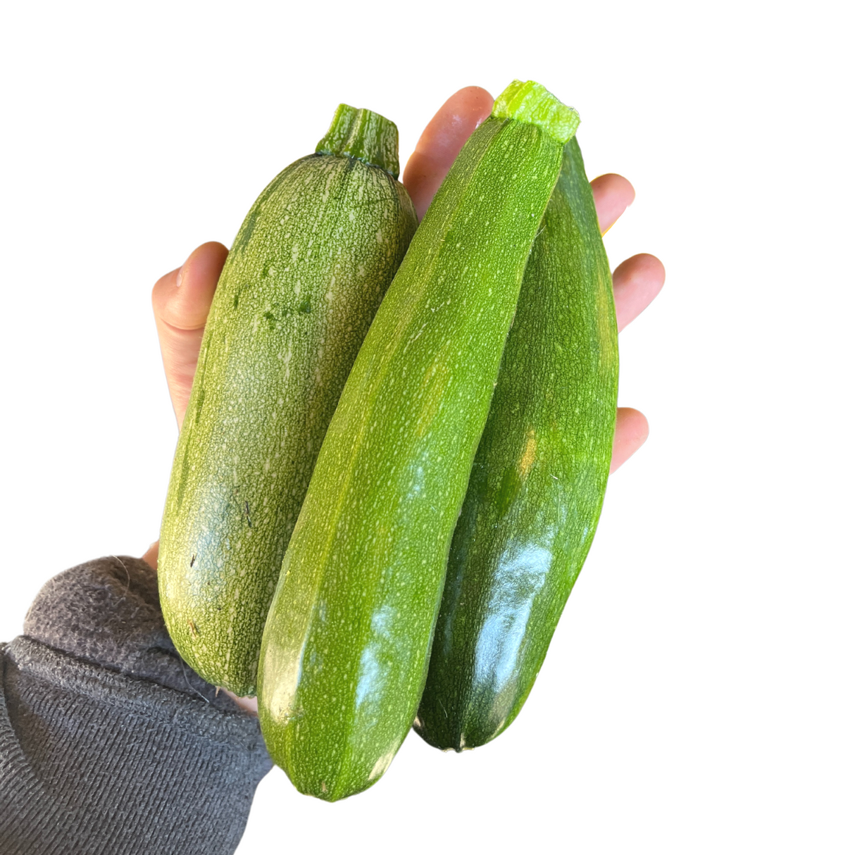 Summer Squash