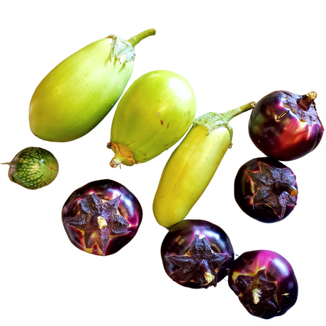Eggplant
