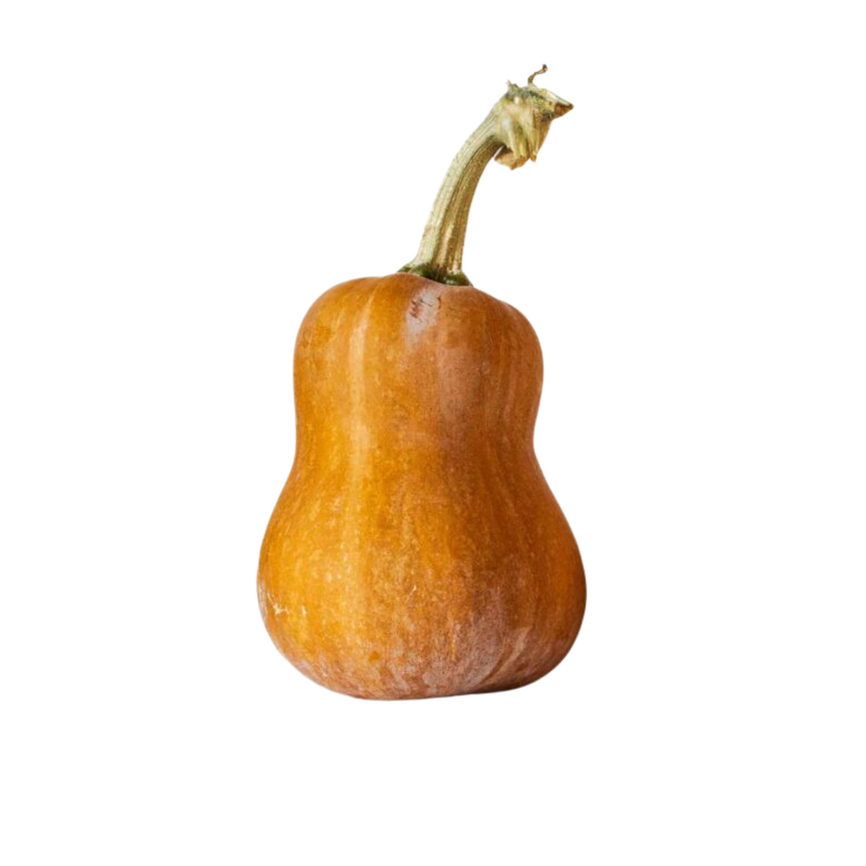 Winter Squash
