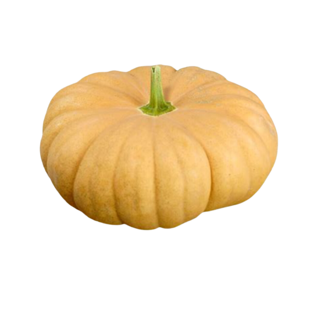 Winter Squash