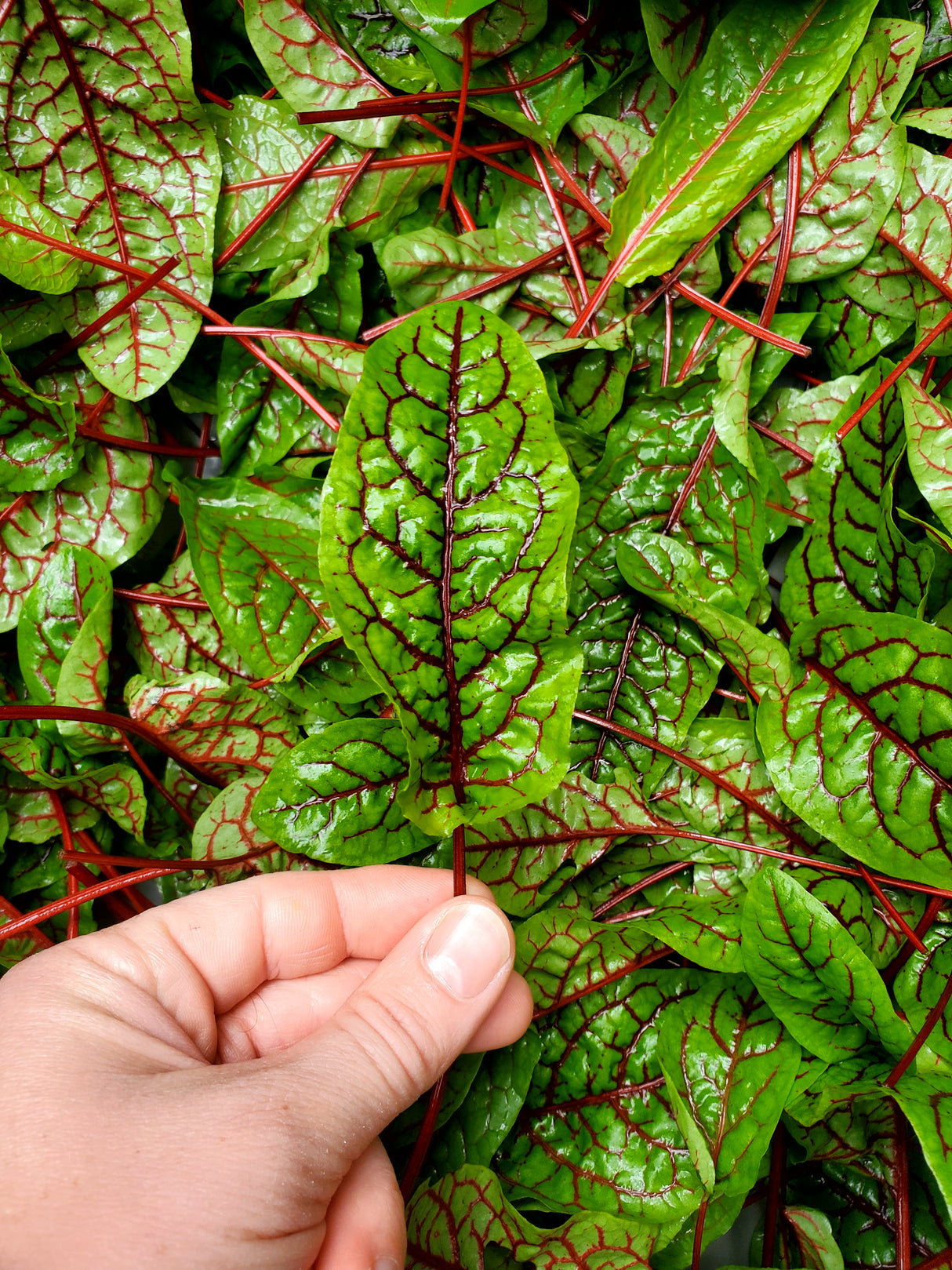 Sorrel