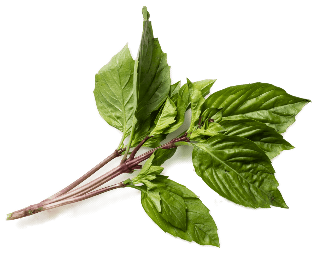 Basil