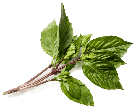Basil