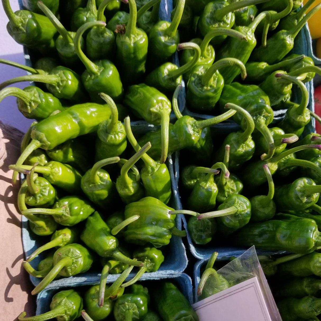 Peppers, Shishitos