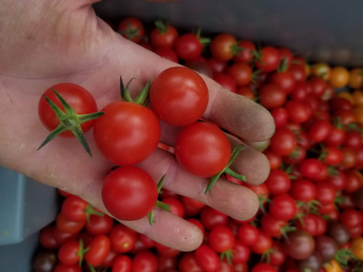 Tomatoes, cherries