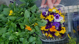 Edible Flowers