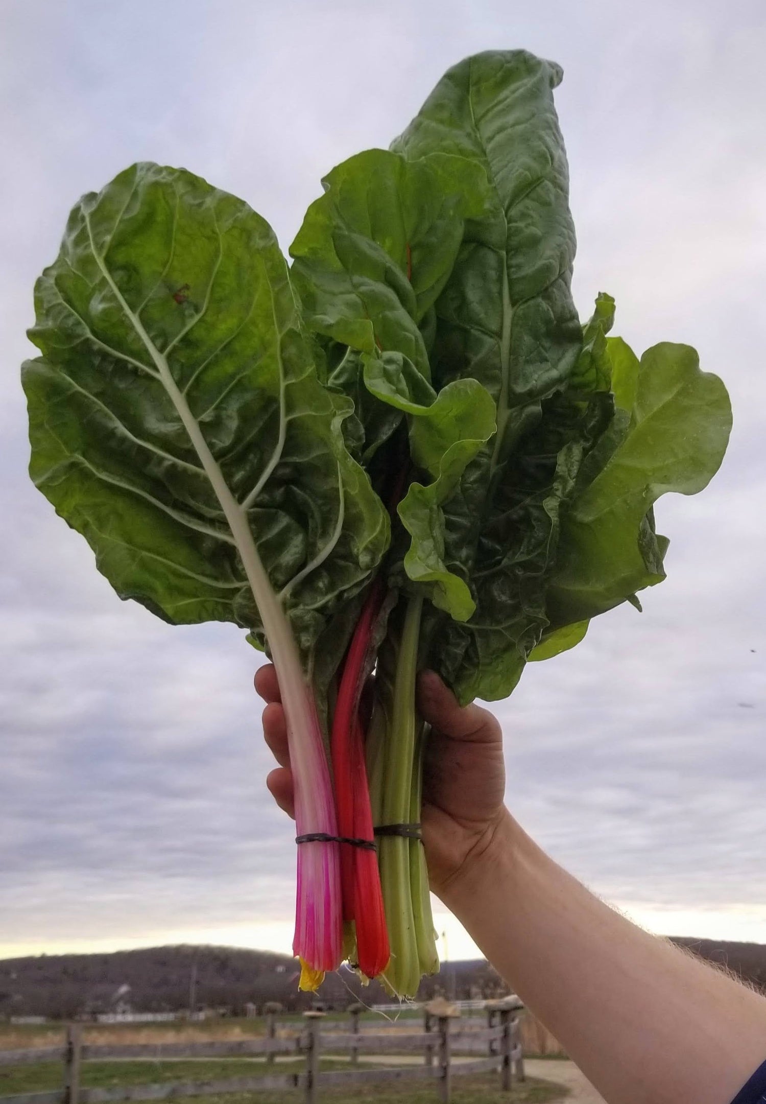 Vibrant Farm Chard Rainbow 