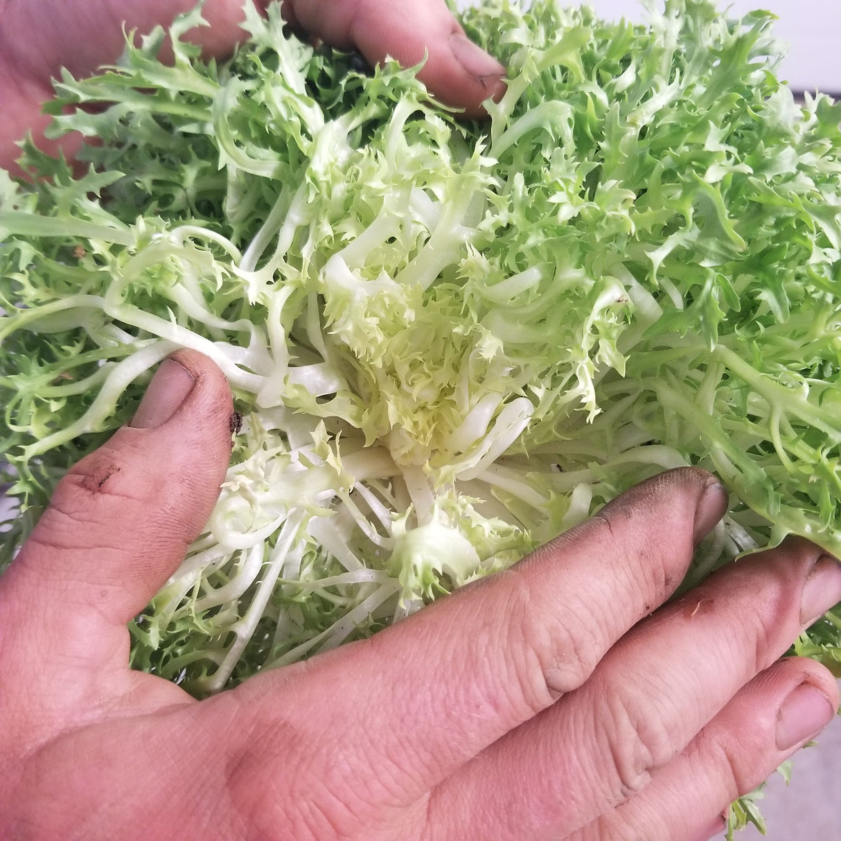 Frisée