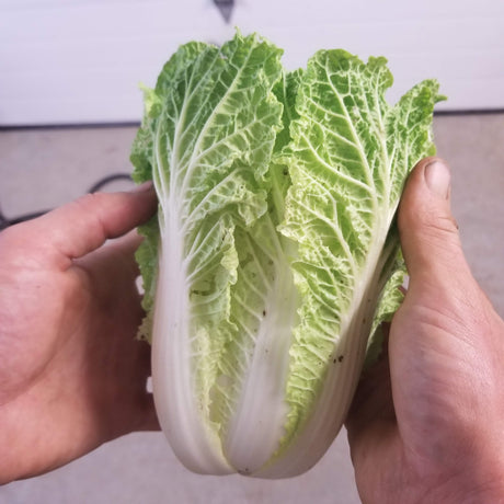 Cabbage, Napa Cabbage