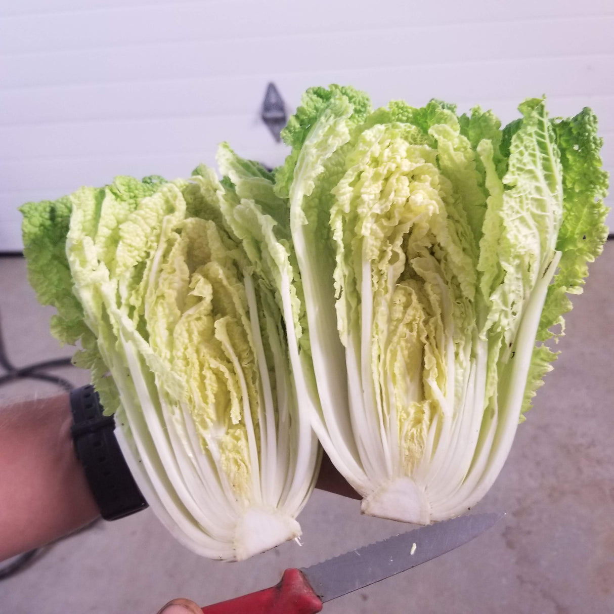 Cabbage, Napa Cabbage