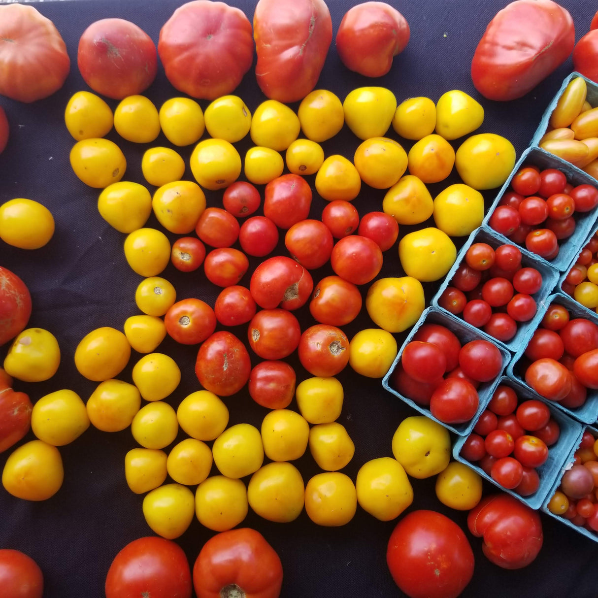 Tomato, slicers