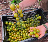Tomatoes, cherries