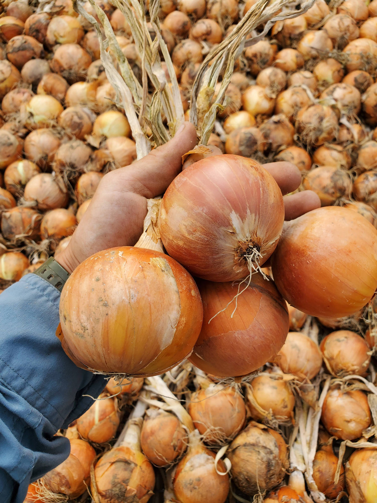Onions