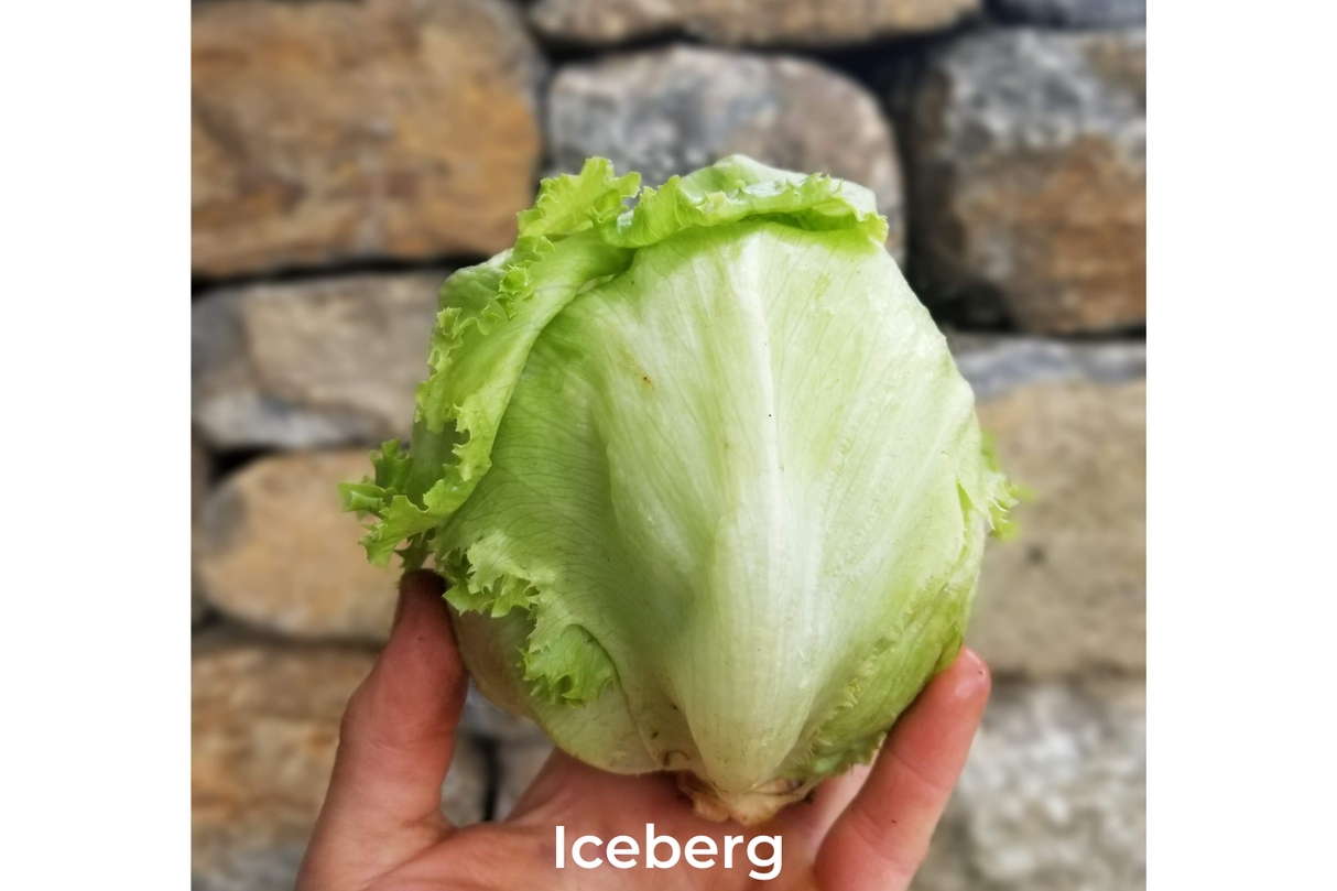 Lettuce, heads