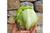 Lettuce, heads